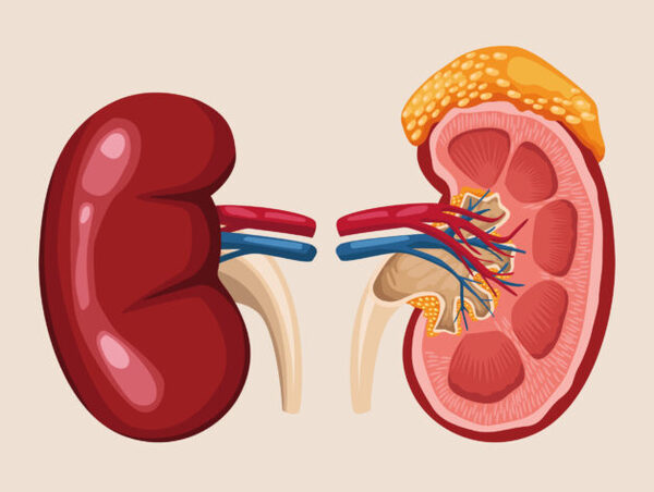 Suy thận cấp là một trong những bệnh có nguy cơ tử vong cao