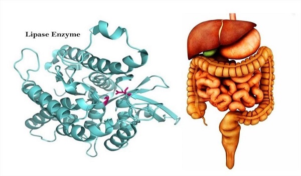 V-Trition cung cấp các enzym tiêu hóa giúp hệ tiêu hóa hoạt động hiệu quả