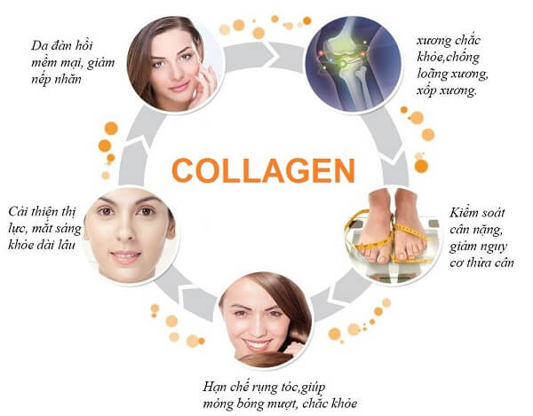 Vai trò của Collagen đối với cơ thể