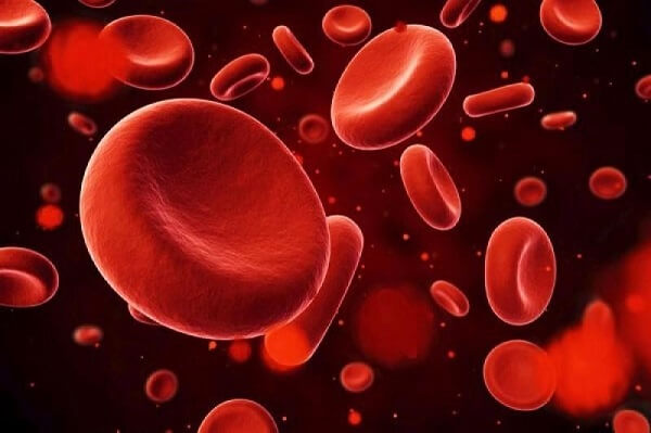 Vitamin B12 hỗ trợ chức năng hình thành tế bào hồng cầu và phòng ngừa thiếu máu